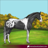 Horse Color:Black Splash Tobiano Appaloosa 
