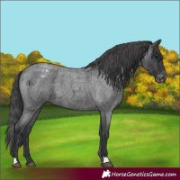 Horse Color:Blue Roan Varnish 