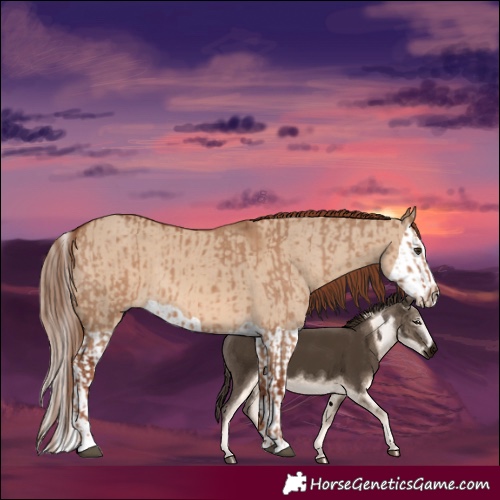 Horse Color:Red Dun  and Red Dun Splash 