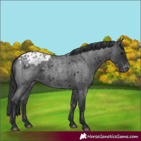 Horse Color:Blue Roan Appaloosa