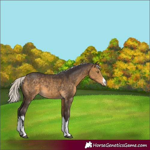 Horse Color:White Spotted Silver Buckskin 