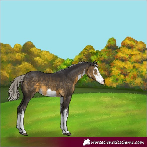 Horse Color:White Spotted Silver Buckskin 
