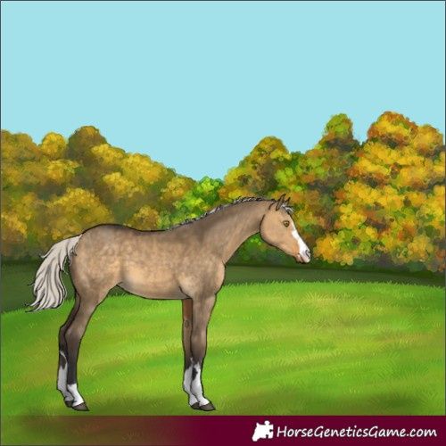 Horse Color:Silver Buckskin Dun 