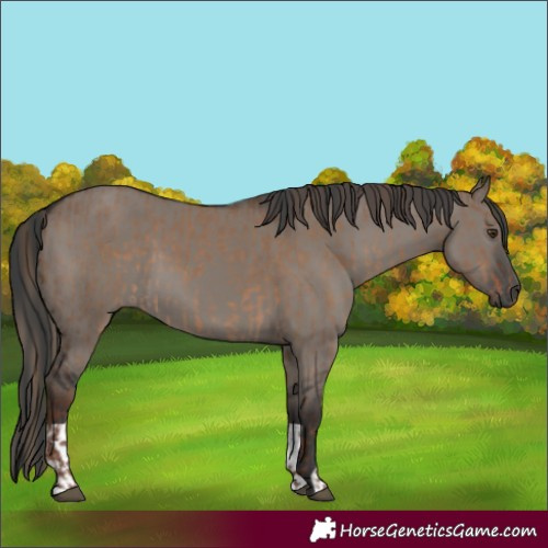 Horse Color:Liver Red Dun  and Grullo 