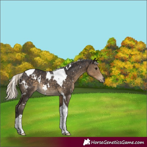 Horse Color:White Spotted Silver Smoky Black Tobiano Rabicano 