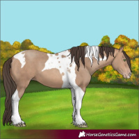 Horse Color:Sable Champagne Tobiano