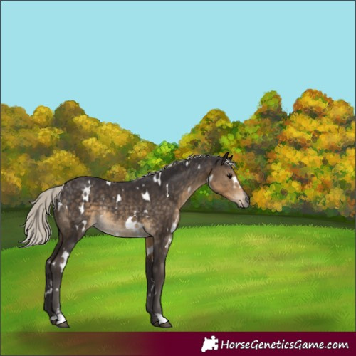 Horse Color:White Spotted Silver Smoky Black Rabicano 
