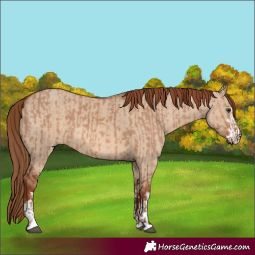 Horse Color:Red Dun  and Red Dun 