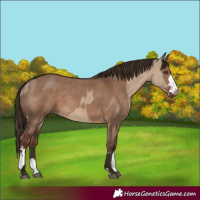 Horse Color:Liver Red Dun  and Liver Red Dun 