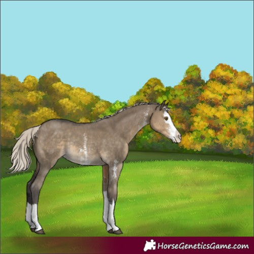 Horse Color:Silver Smoky Grullo Sabino Splash Rabicano 