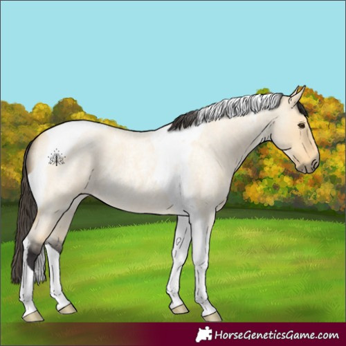 Horse Color:Buckskin Roan Dun Tobiano 