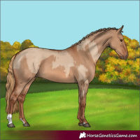 Horse Color:Red Dun and Red Dun