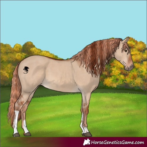 Horse Color:Red Dun  and Red Dun 