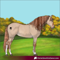 Horse Color:Red Dun and Red Dun