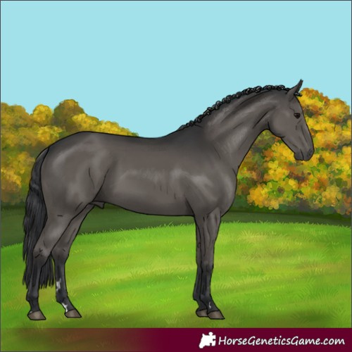Horse Color:Black 