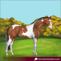 Horse Color:Bay Splash Tobiano 