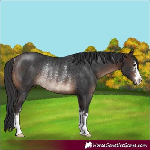 Horse Color:Brown Rabicano 