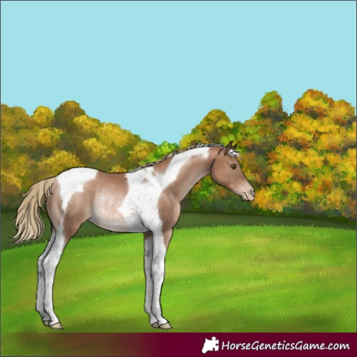 Horse Color:Liver Chestnut Pearl Tobiano Rabicano