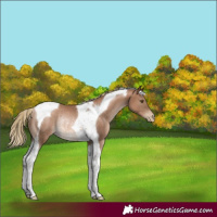 Horse Color:Liver Chestnut Pearl Tobiano Rabicano 