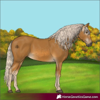 Horse Color:Gray Palomino