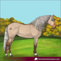 Horse Color:Silver Bay Dun 