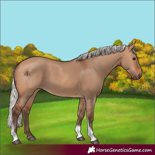 Horse Color:Silver Bay Dun Tobiano 
