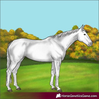 Horse Color:Gray Bay 