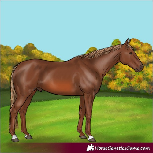 Horse Color:Chestnut 