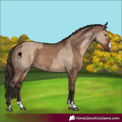 Horse Color:Liver Red Dun  and Liver Red Dun 
