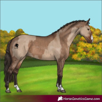 Horse Color:Liver Red Dun  and Liver Red Dun 