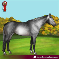 Horse Color:Gray Brown