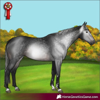 Horse Color:Gray Brown 