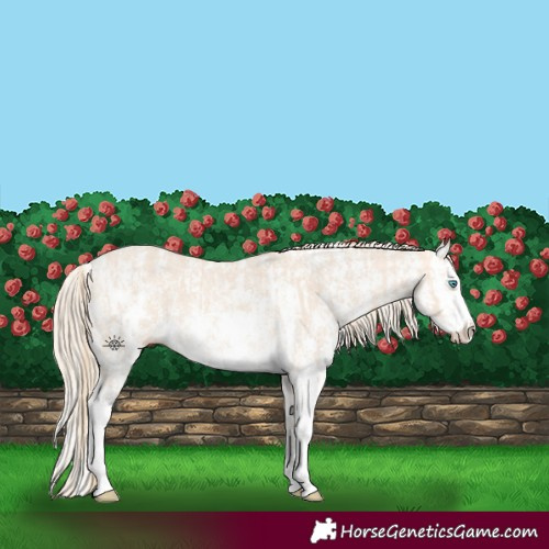 Horse Color:Perlino Sabino  and Perlino Sabino Splash 