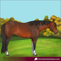 Horse Color:Bay Tobiano 