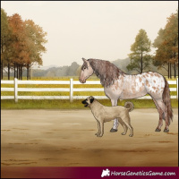 Horse Color:Red Dun and Red Dun Appaloosa