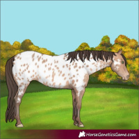Horse Color:Amber Champagne Near Leopard 