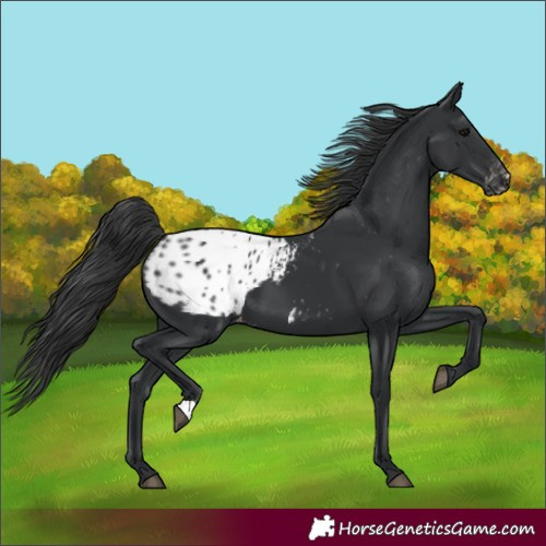 Horse Color:Black Appaloosa 