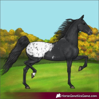 Horse Color:Black Appaloosa