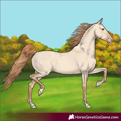 Horse Color:Gold Champagne Dun 