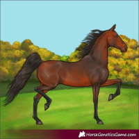 Horse Color:Bay 