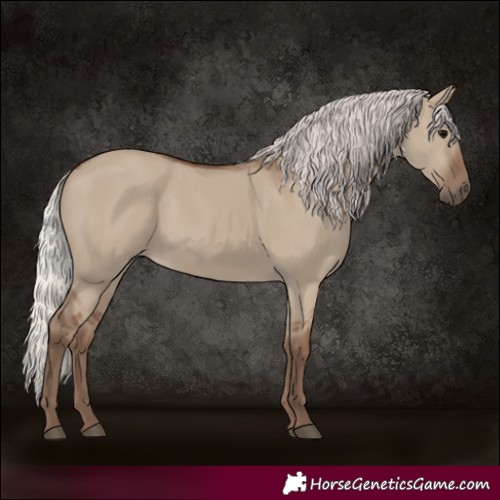 Horse Color:Silver Grullo 