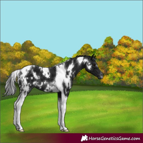 Horse Color:White Spotted Black Ice Tobiano 