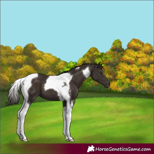 Horse Color:Liver Chestnut Tobiano 