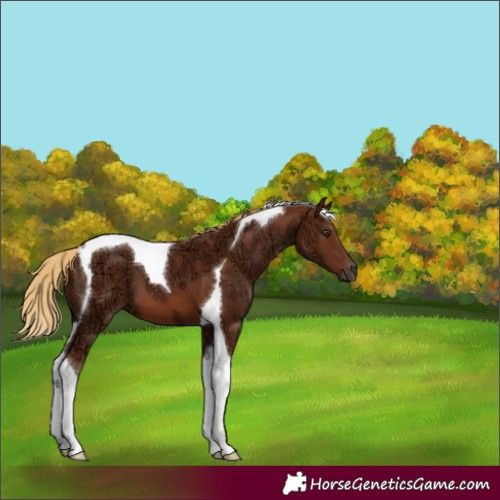 Horse Color:Chestnut Ice Tobiano 
