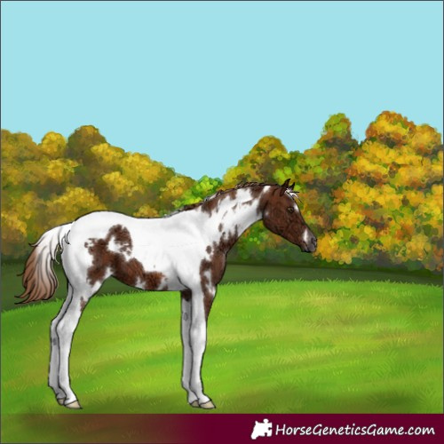 Horse Color:White Spotted Chestnut Ice Tobiano