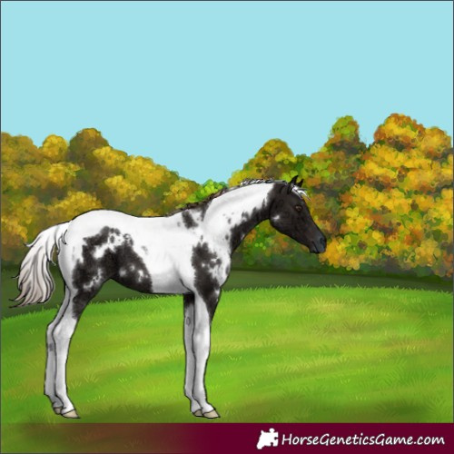 Horse Color:White Spotted Liver Chestnut Ice Tobiano