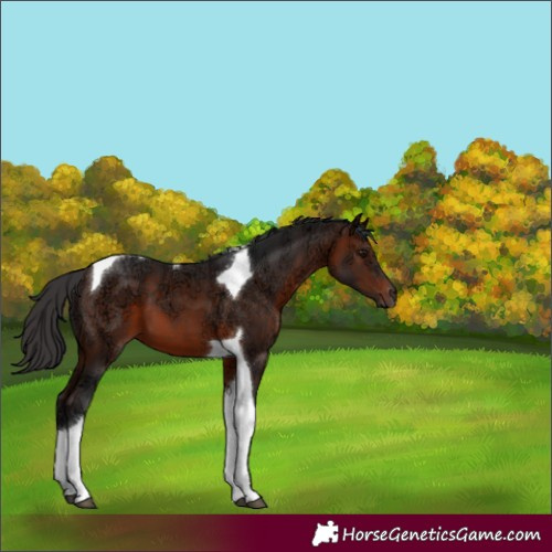 Horse Color:Brown Ice Tobiano 