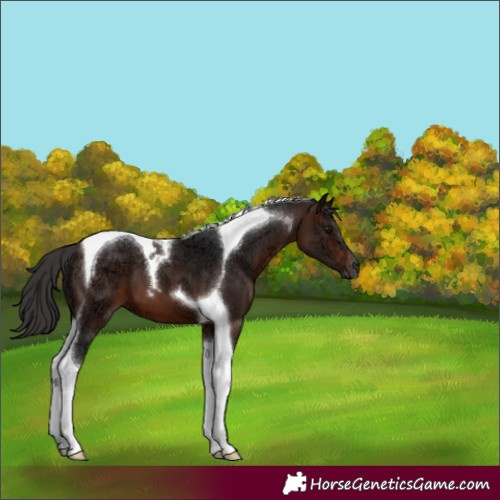 Horse Color:Brown Ice Tobiano