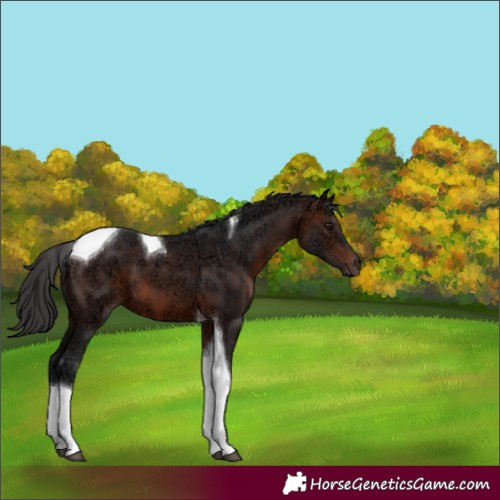Horse Color:Brown Ice Tobiano 