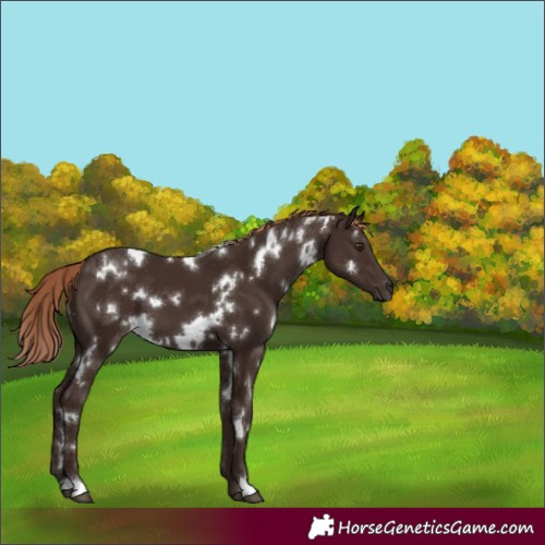 Horse Color:White Spotted Liver Chestnut 